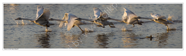Nature in Action: Swan taking off. Limited Edition Print.